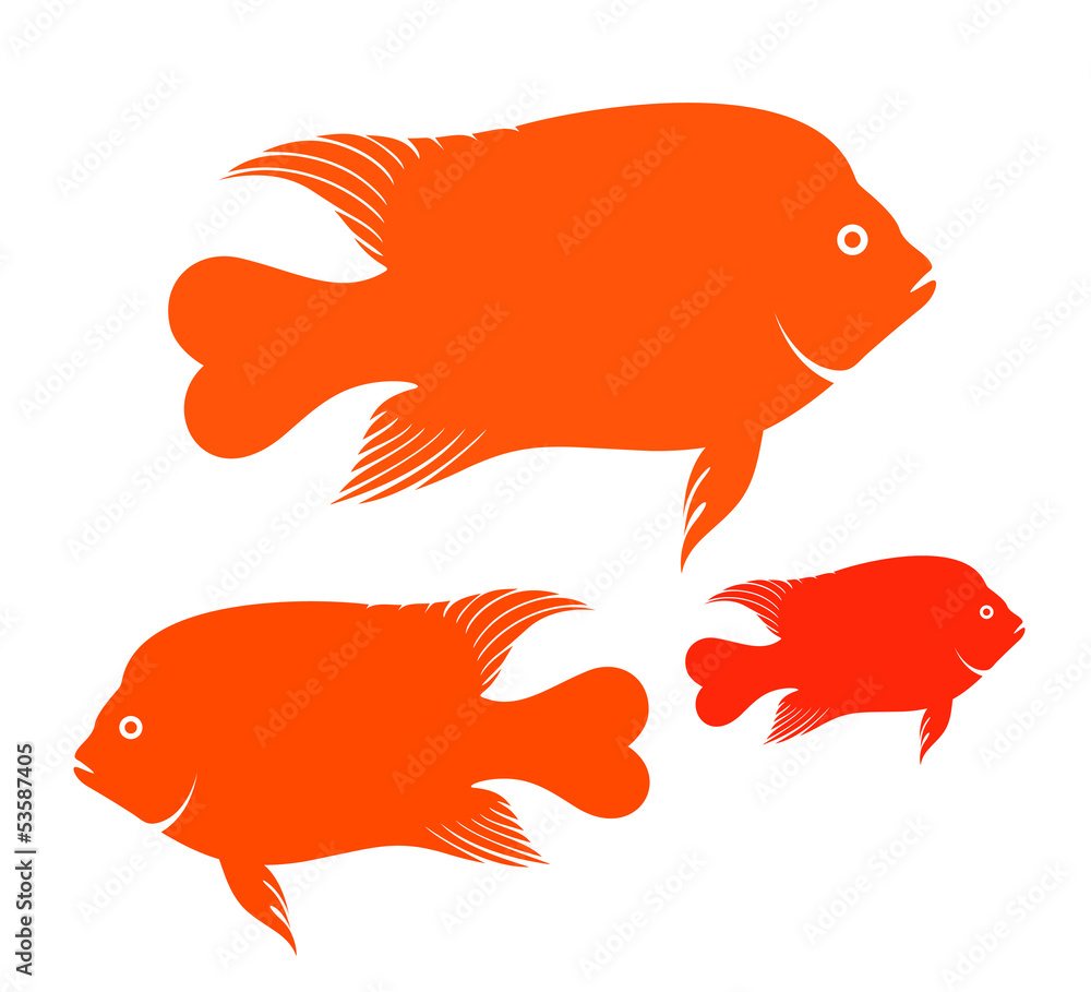 Naklejka premium Ryba Garibaldi