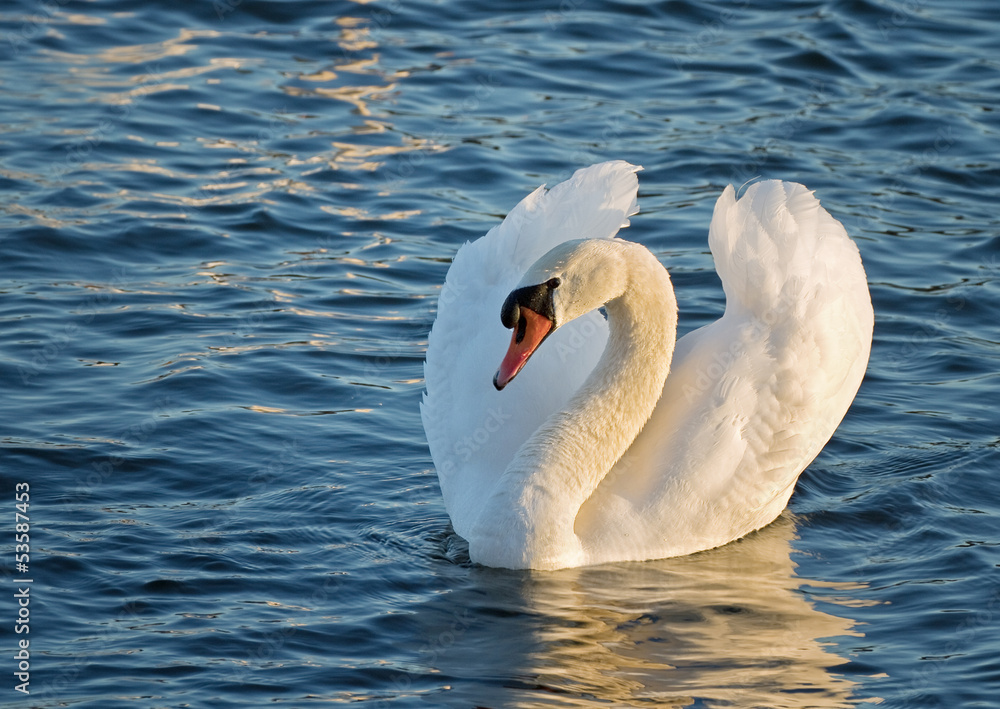 Elegant white swan swimming in the ocean. Elegant white swan swimming in the ocean.