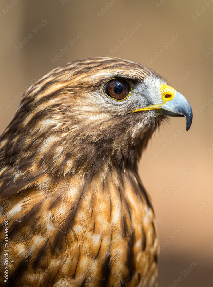 Red-Tailed Hawk Red-Tailed Hawk