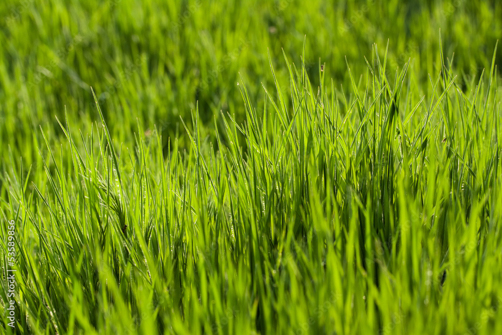 Green grass background Green grass background