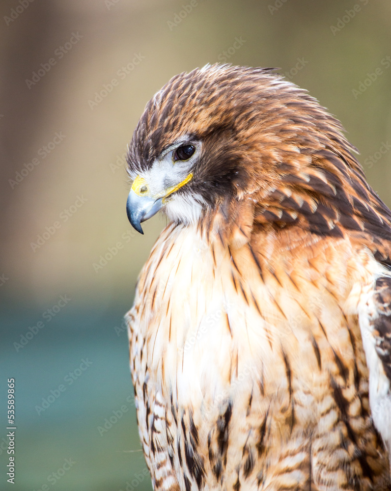 Red-Tailed Hawk Red-Tailed Hawk