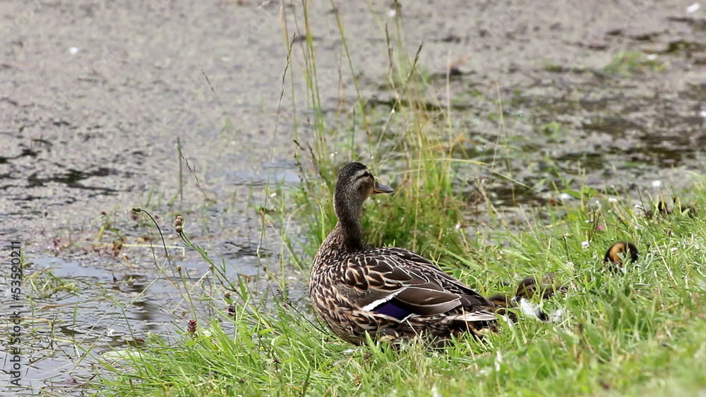 Wild duck female mallard with ducklings Wild duck female mallard with ducklings