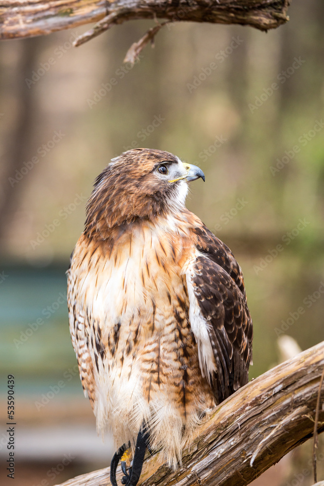 Fototapeta premium Red-Tailed Hawk