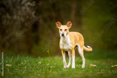 Mischlingshund am Waldrand