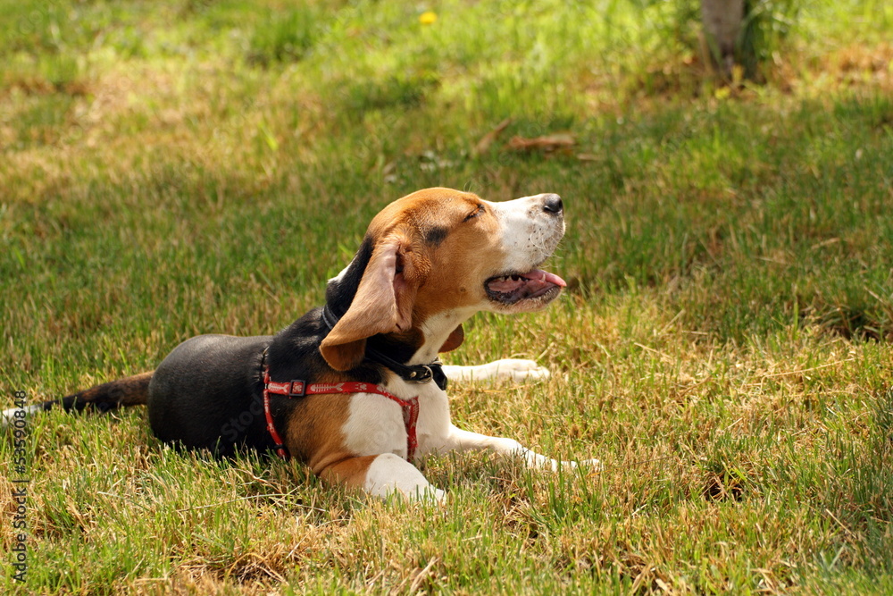 lazy beagle standing in the grass