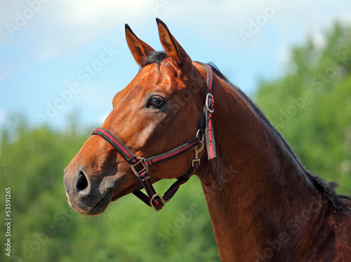 Portrait of bay horse