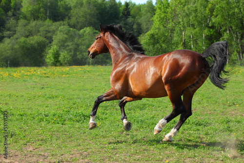 Bay horse in freedom runs gallop