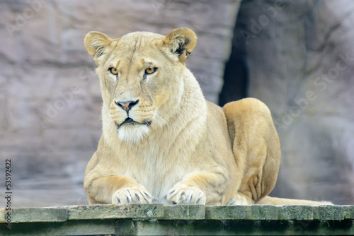 Lioness resting