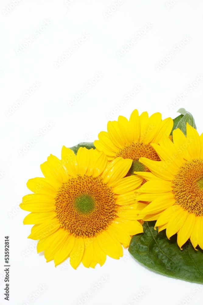 Obraz premium sunflower