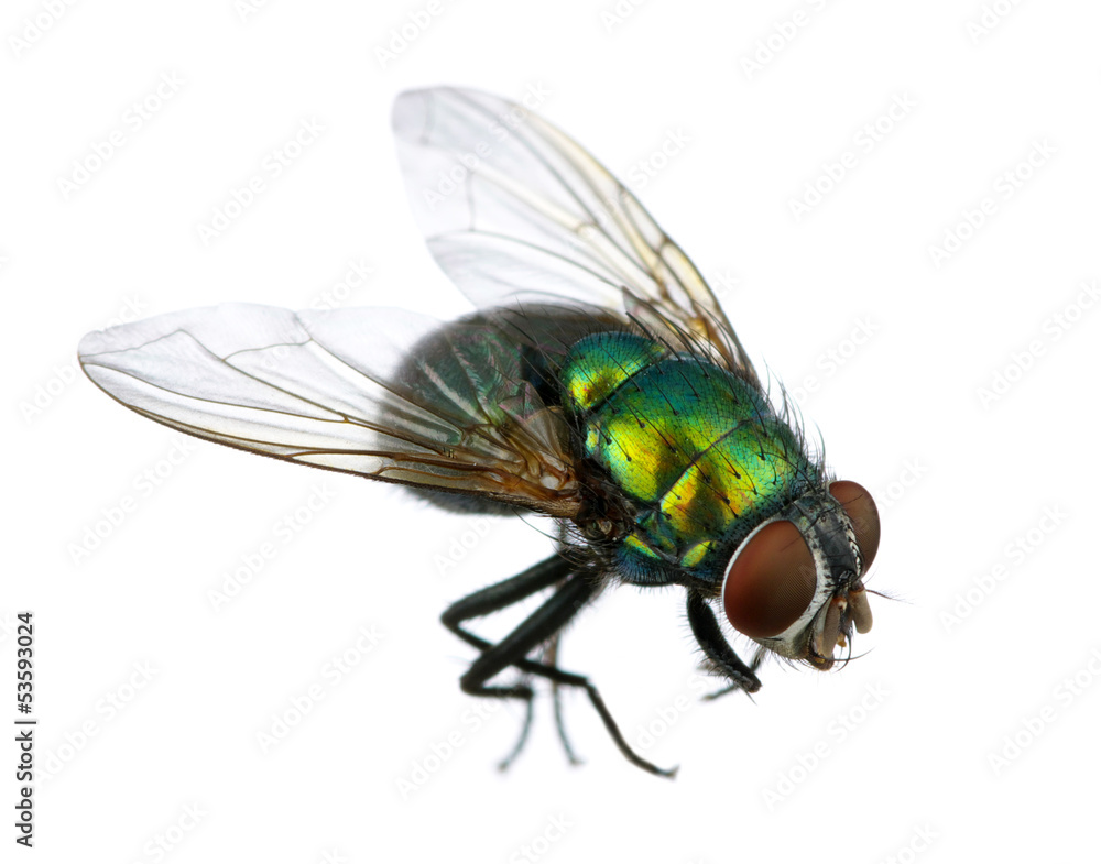 green fly green fly