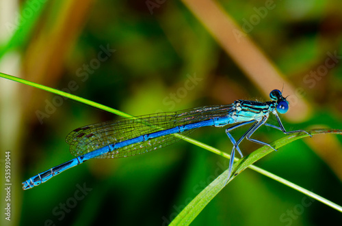 Blue Damselfly ( Enallagma cyathigerum ) © frinz