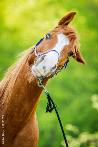 Vollblutaraber schüttelt sich