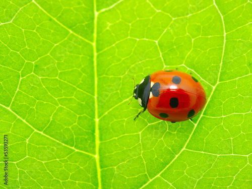 ladybug on a green leaf © Alekss