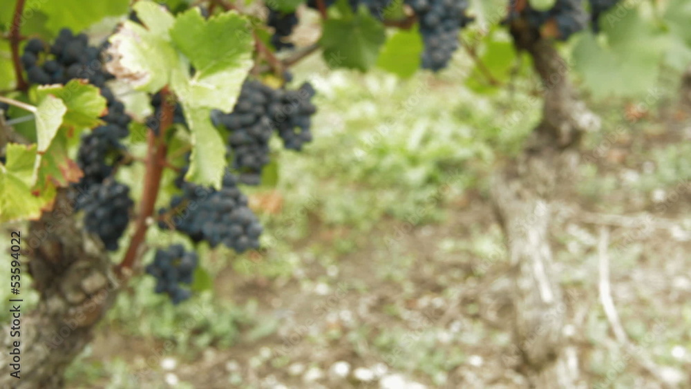 Tracking shot in vineyard. Find similar clips in our portfolio. Tracking shot in vineyard. Find similar clips in our portfolio.