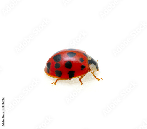 Ladybug © Alekss