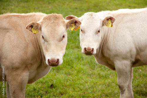 two light brown calfs in meadow © ahavelaar