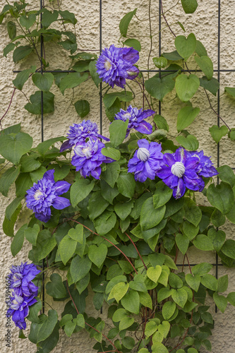 Fototapeta Naklejka Na Ścianę i Meble -  Blüten einer blauen Clematis an der Hauswand