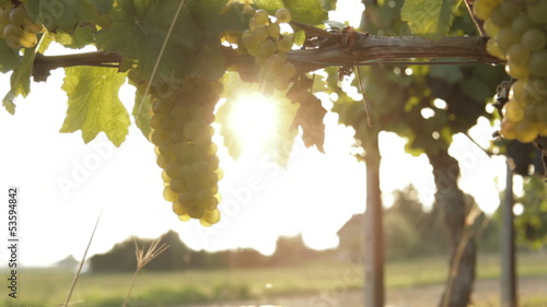 Tracking shot in vineyard. Find similar clips in our portfolio. 