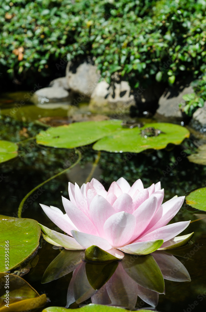 water lily background