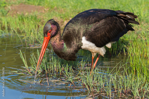 Foto Black Stork - Ciconia nigra