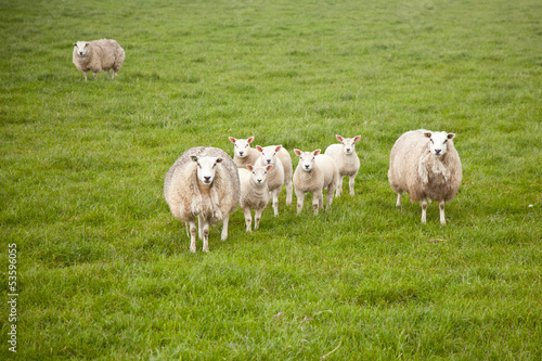 sheep and lambs in meadow
