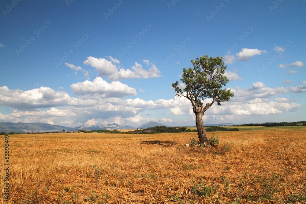 Alone tree in the field Provence, France