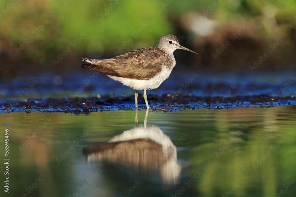 Green Sandpiper Tringa ochropus Green Sandpiper Tringa ochropus
