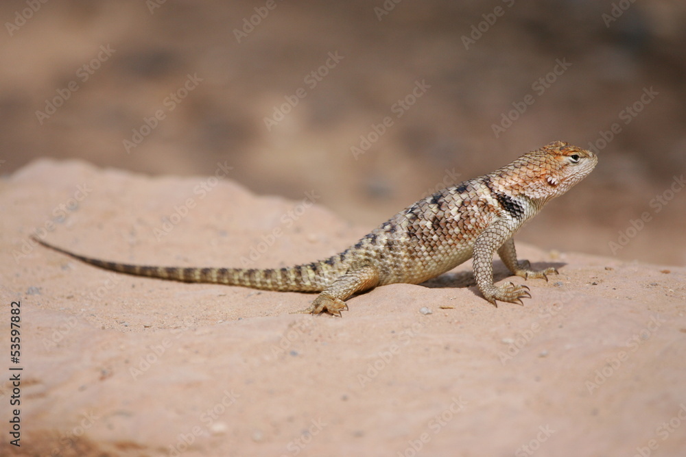 Lézard gecko Lézard gecko