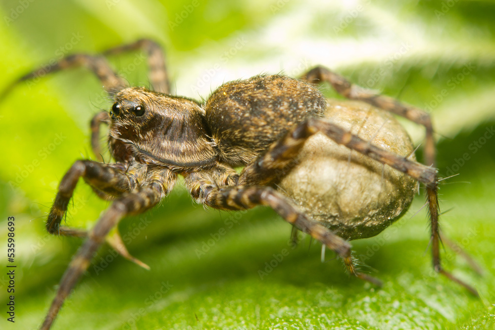 Fototapeta premium Close-up of a wolf-spider carrying eggs