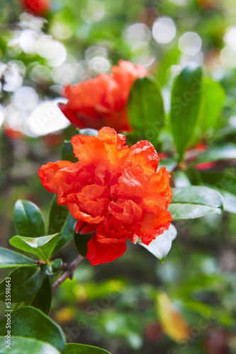 beautiful red flowers blooming pomegranate