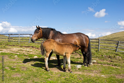 Female Horse Nursing Foal