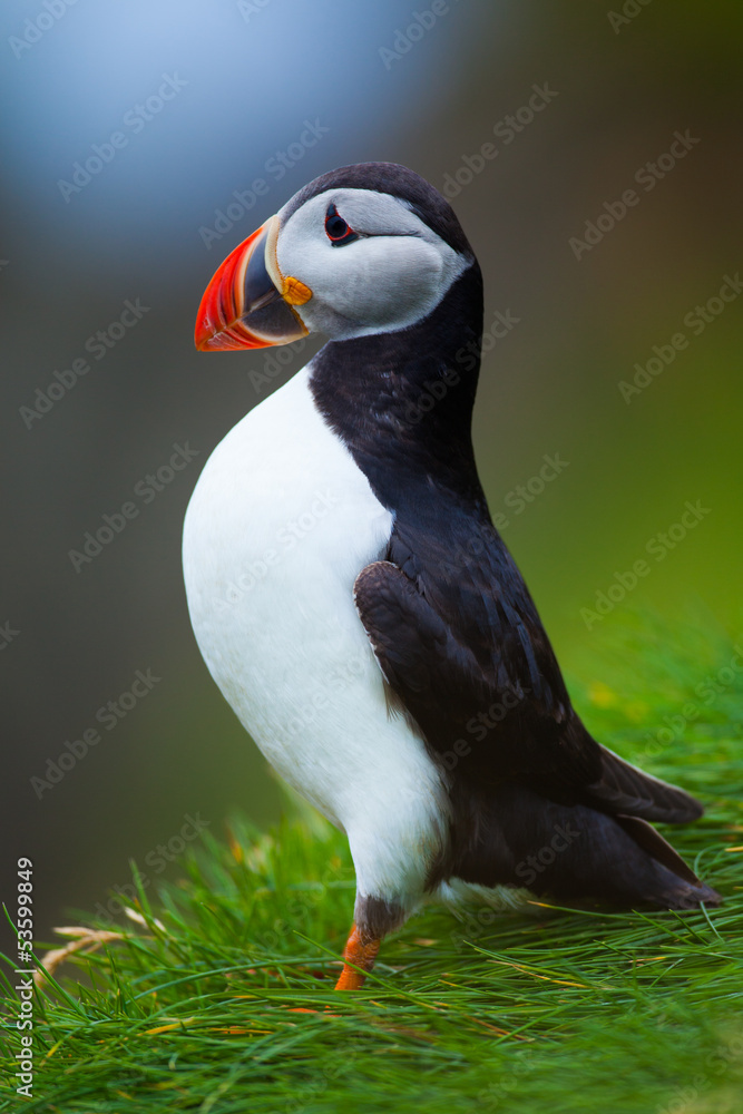 Atlantic Puffin standing on ledge
