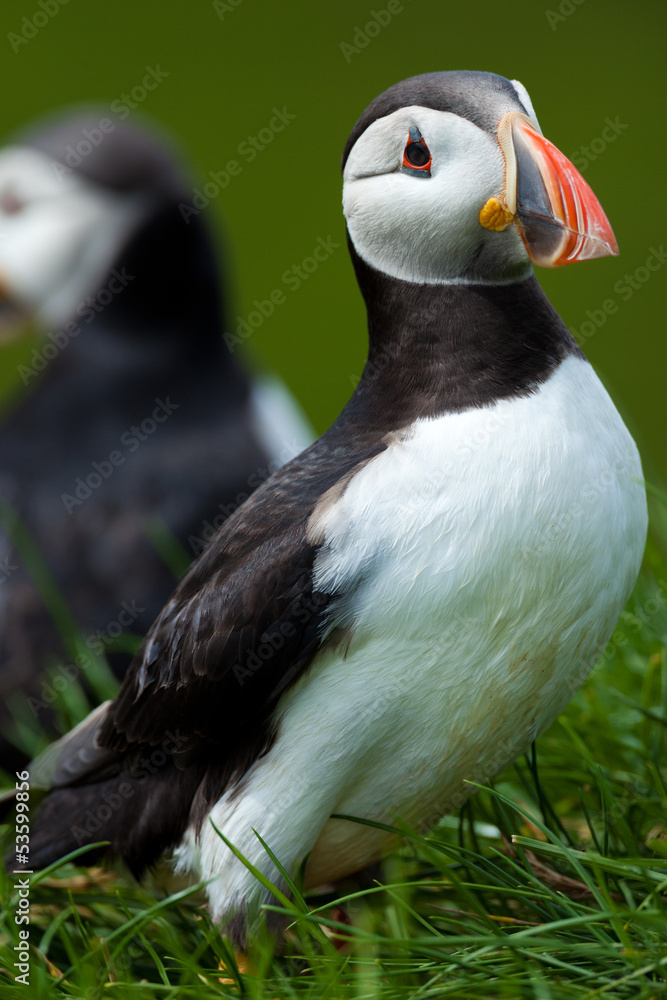 Naklejka premium Atlantic Puffin in Iceland