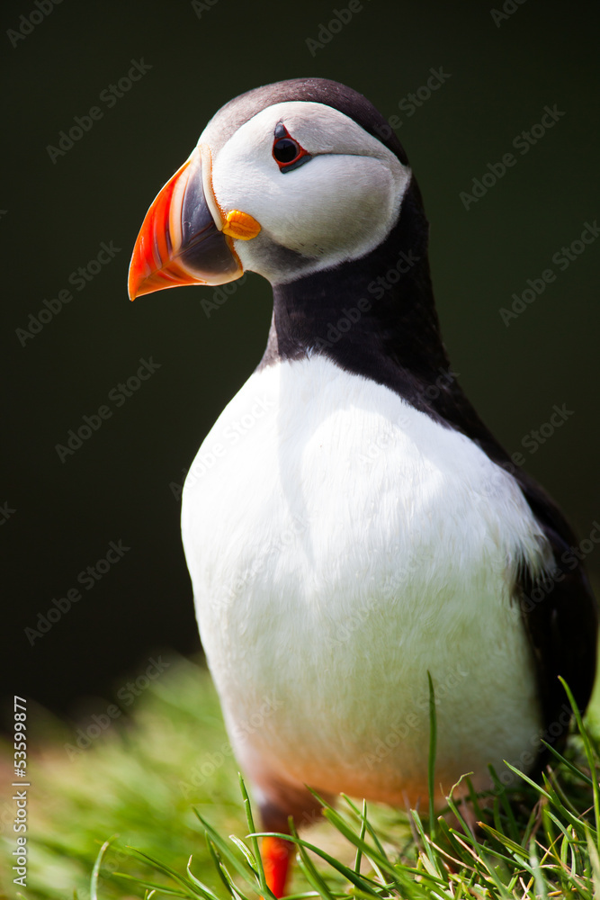 Naklejka premium Atlantic Puffin standing in grass