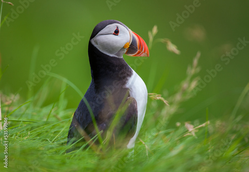 Canvas Print Atlantic Puffin standing in grass