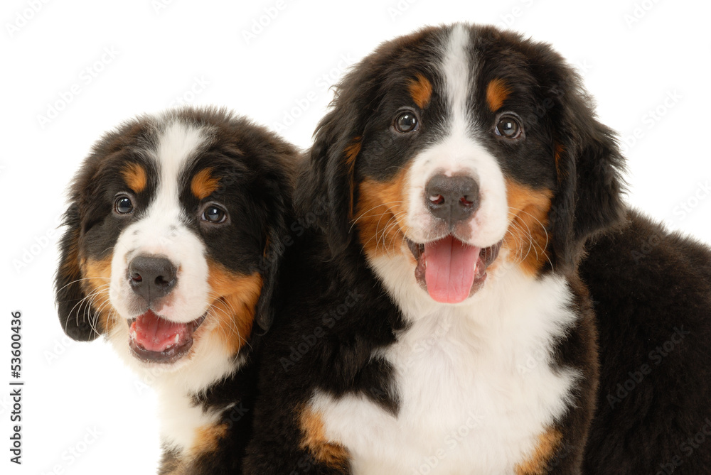 Two bernese sennenhund puppies