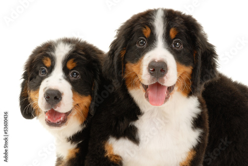 Two bernese sennenhund puppies