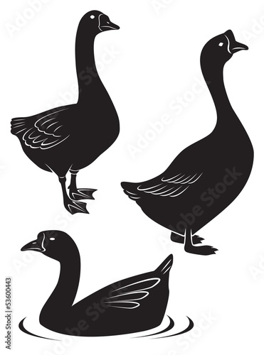 Goose