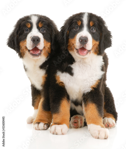 Two bernese sennenhund puppies