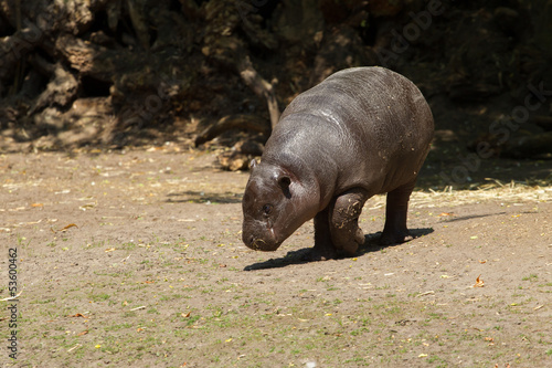 young Pygmy hippopotamus