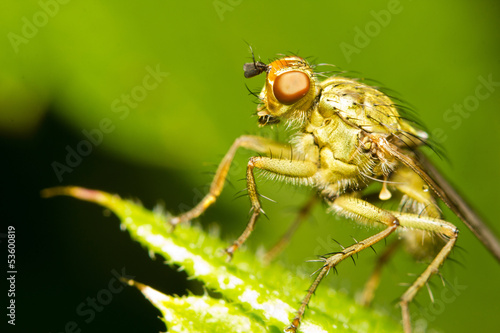 Close-up of a yellow dung fly (Scathophaga stercoraria) © corlaffra