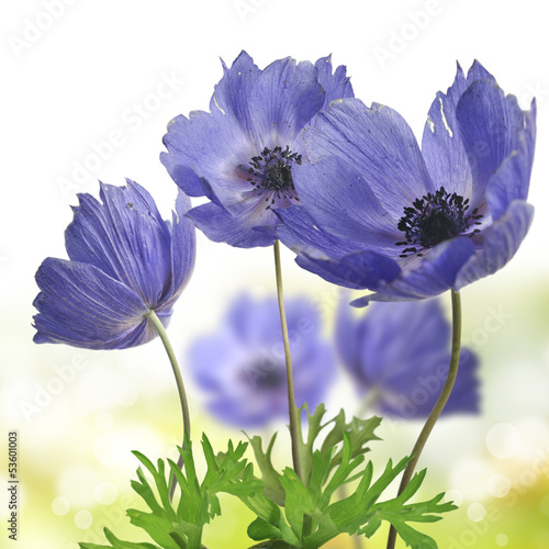 Fototapeta Naklejka Na Ścianę i Meble -  kwiat