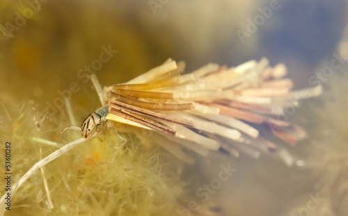 Caddisfly larvae photo