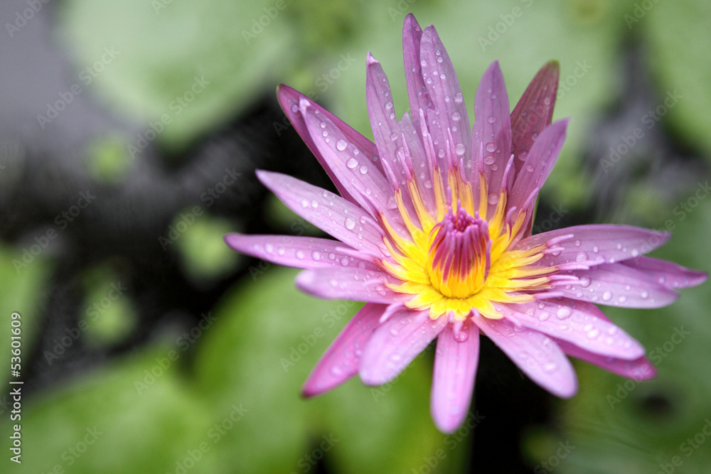 Beautiful lotus flower in nature background Beautiful lotus flower in nature background