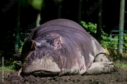 Sleeping Hippopotamus photo