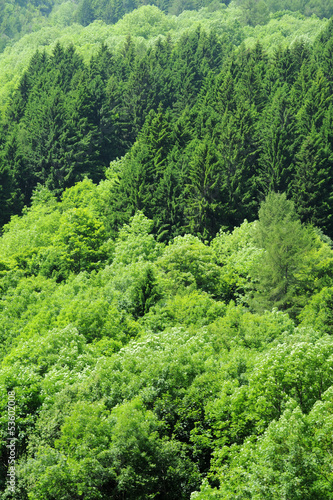 Green forests