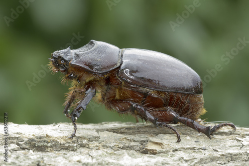 European rhinoceros beetle, female (Oryctes nasicornis) © Floriana
