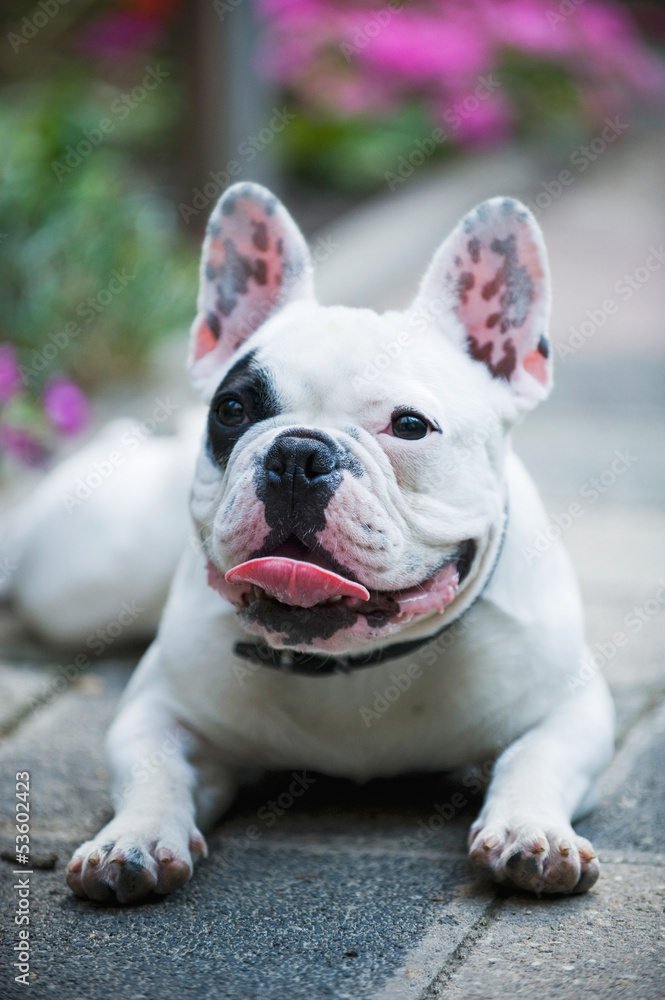 Französische Bulldogge