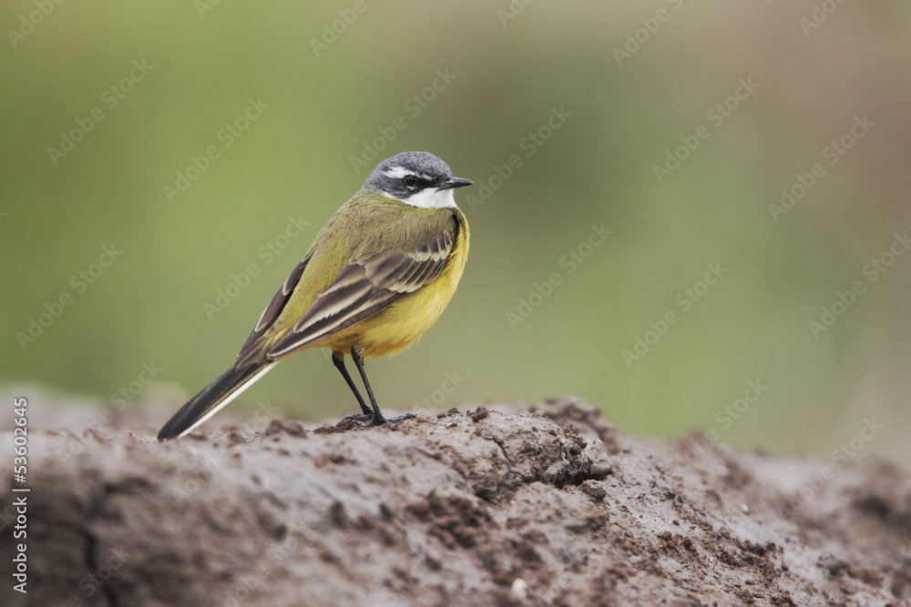 Fototapeta premium Yellow wagtail, Motacilla flava