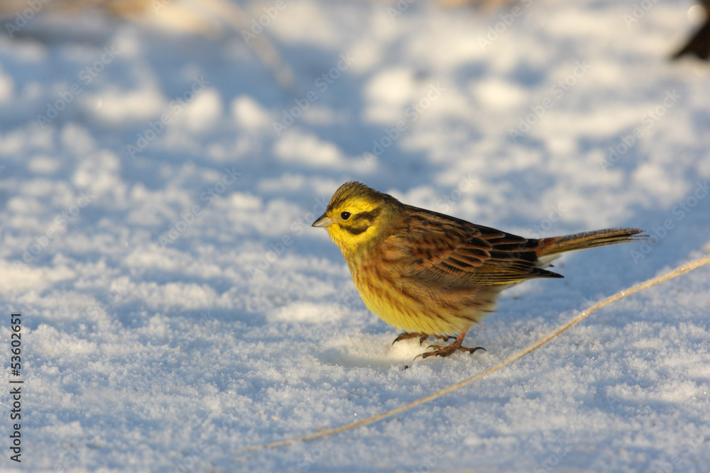 Yellowhammer, Emberiza citrinella Yellowhammer, Emberiza citrinella